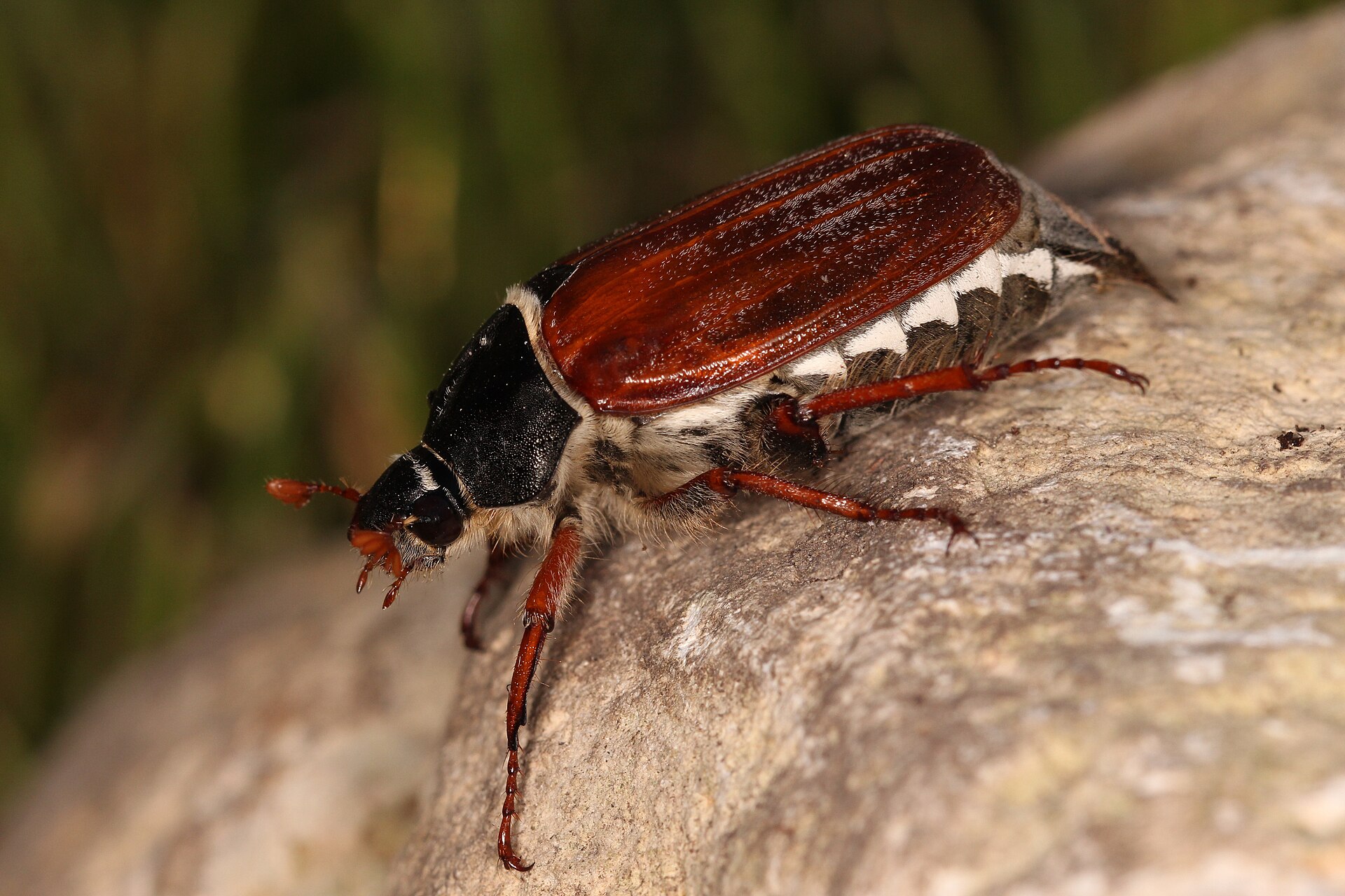 Chrúst obyčajný (Melolontha melolontha) lokalita Nemecko,Erbach,Ringingen 