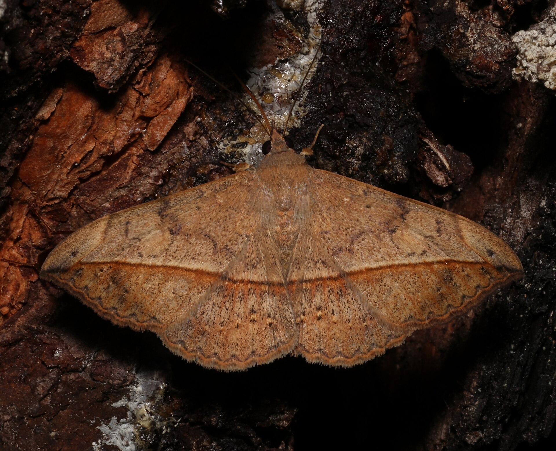 Húsenica zamatová (Anticarsia gemmatalis) na dreve v Richmond County 