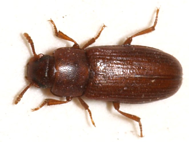 Potemník kukuricový (Tribolium castaneum)