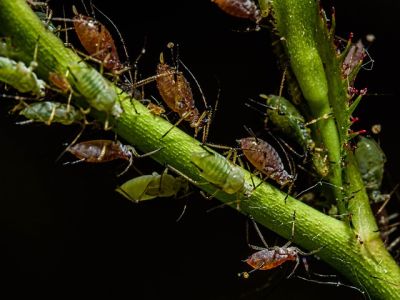 Vošky (Aphidinea alebo Aphidoidea) môžu byť rôzne sfarbené a často sú prenášačmi patogénov vírusov cesnaku.