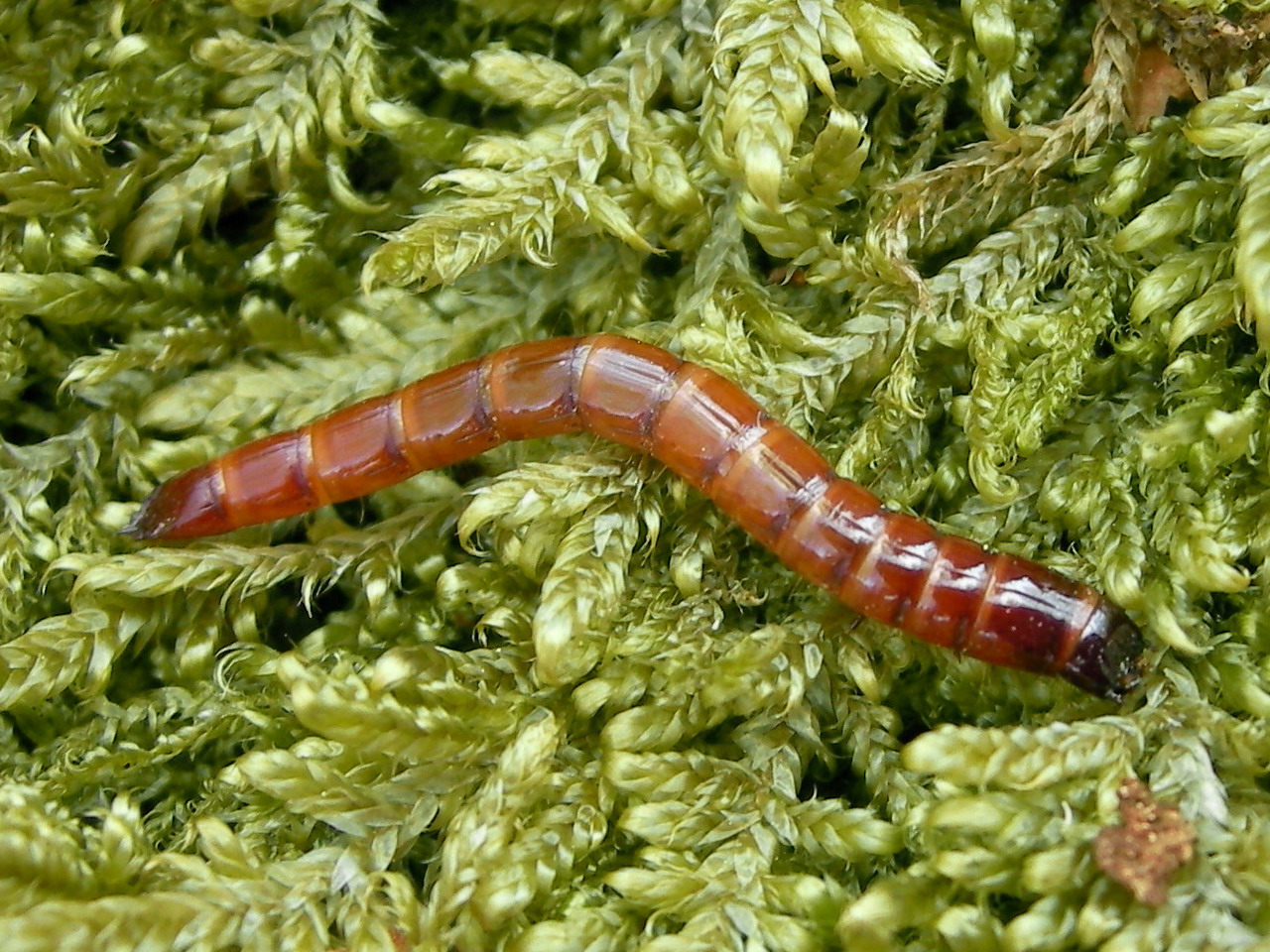Drôtovce (Agriotes lineatus) 
