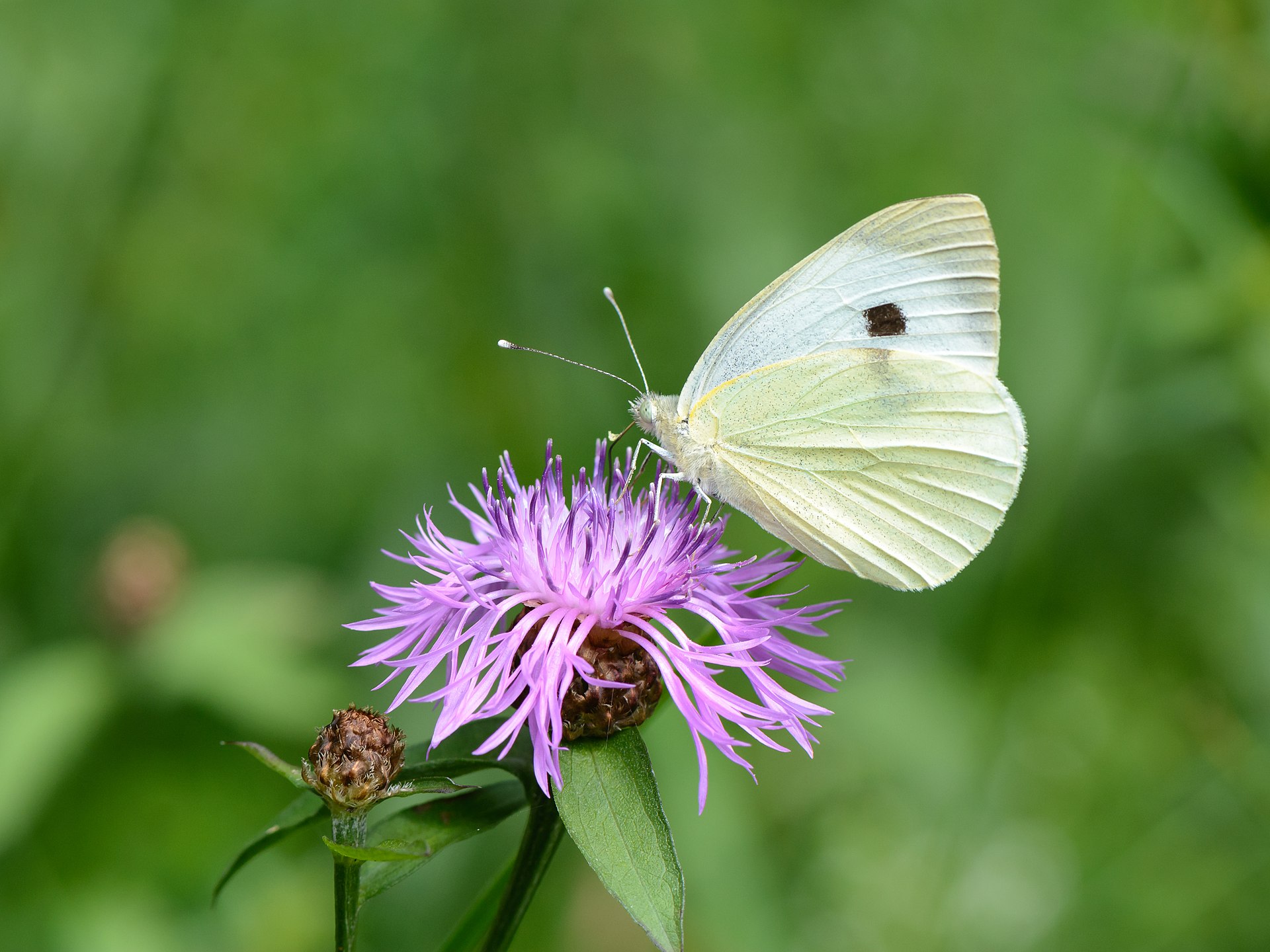 Mlynárik kapustný (Pieris brassicae) na kvete Nevädze lúčnej 