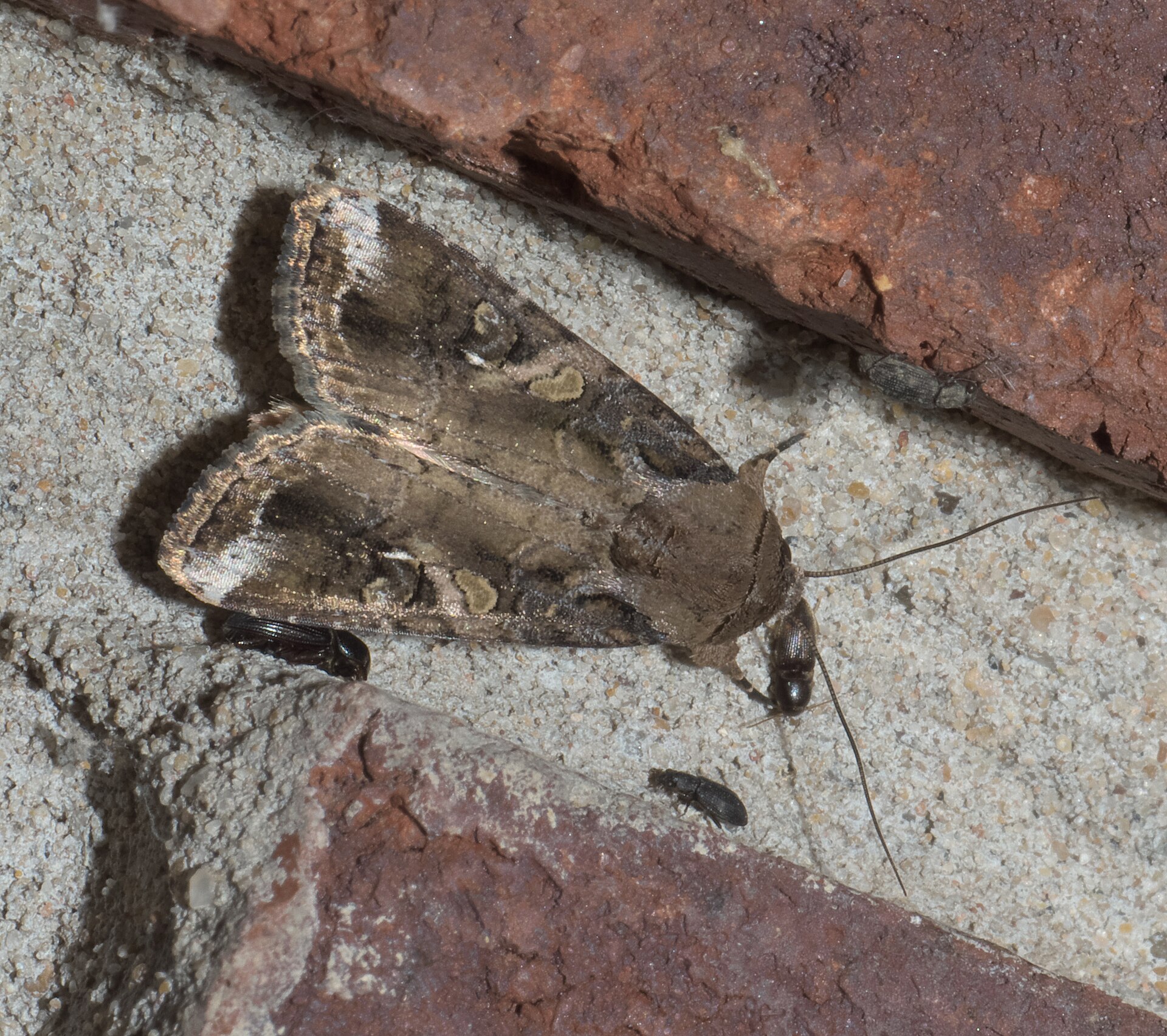 Sivkavec pestrý (Spodoptera frugiperda) dospelý jedinec