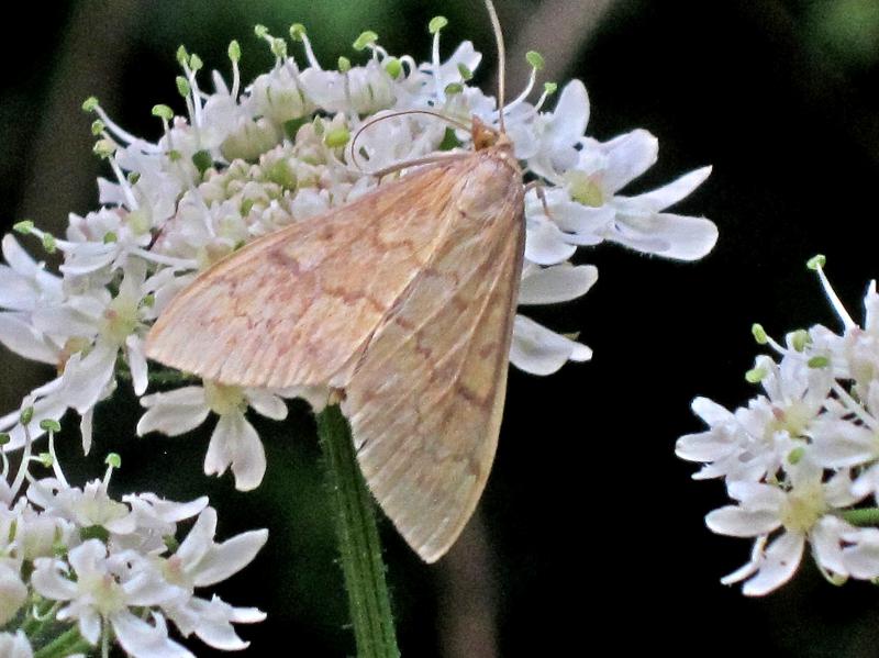 Vijačka kukuričná (Ostrinia nubilalis) na kvete, Arnhem, Holandsko