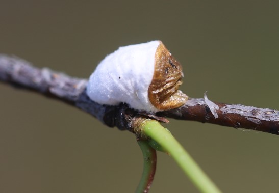 Vlnatka viničová (Pulvinaria vitis) napadajúca vinič na konáriku