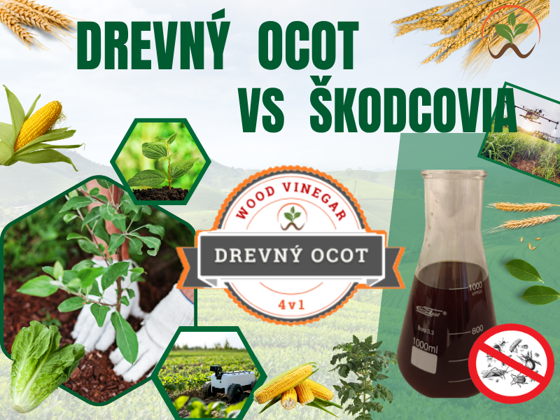 Drevný ocot a škodcovia