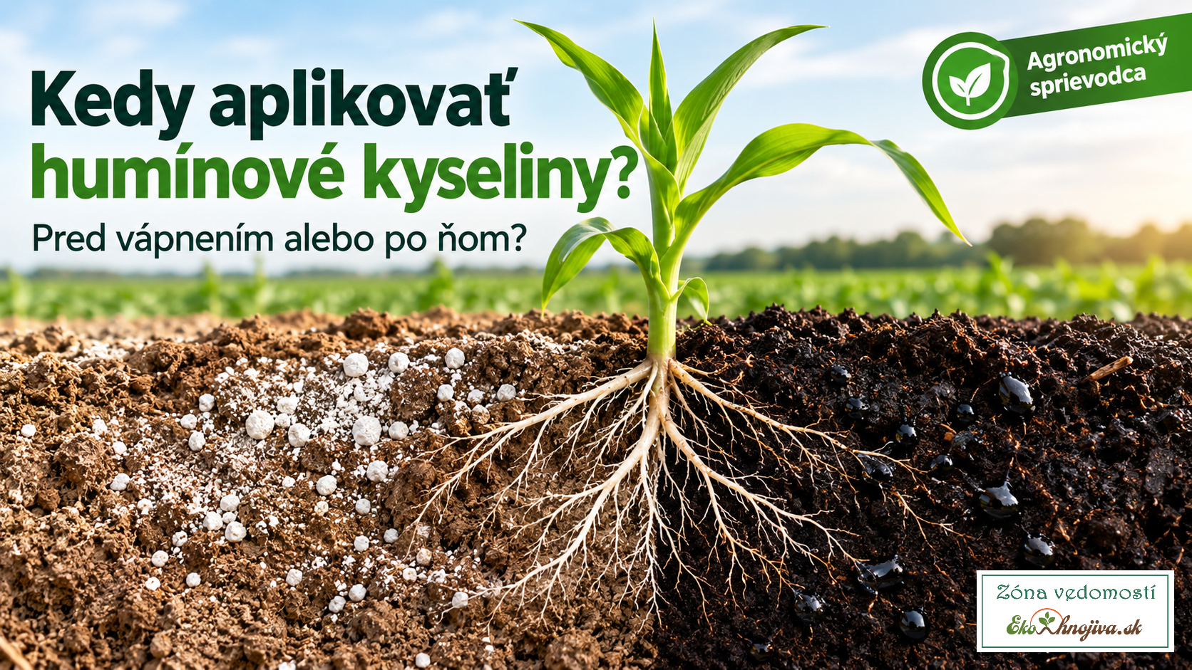 Kedy aplikovať humínové kyseliny – pred vápnením alebo po ňom? Ako správne spojiť úpravu pH a obnovu humusu