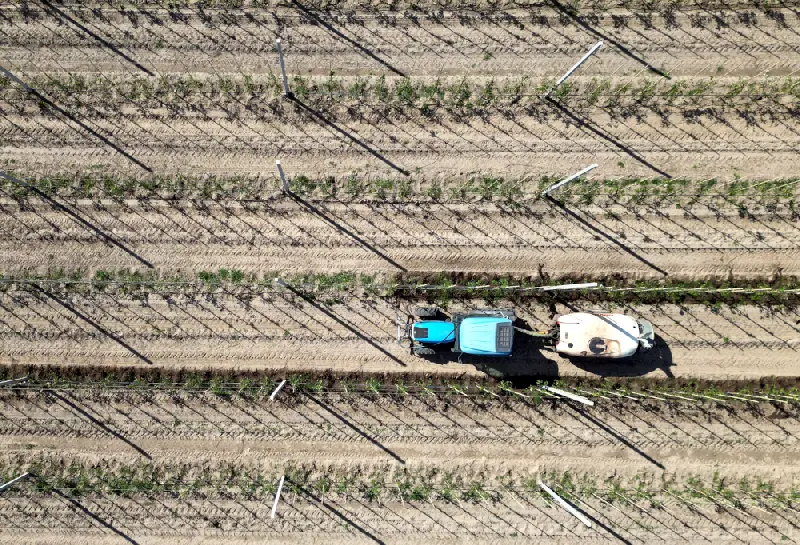 Letecký pohľad zhora na traktor s cisternovým postrekovačom, ktorý aplikuje hnojivo alebo humínové látky medzi riadkami mladého sadu či vinohradu.