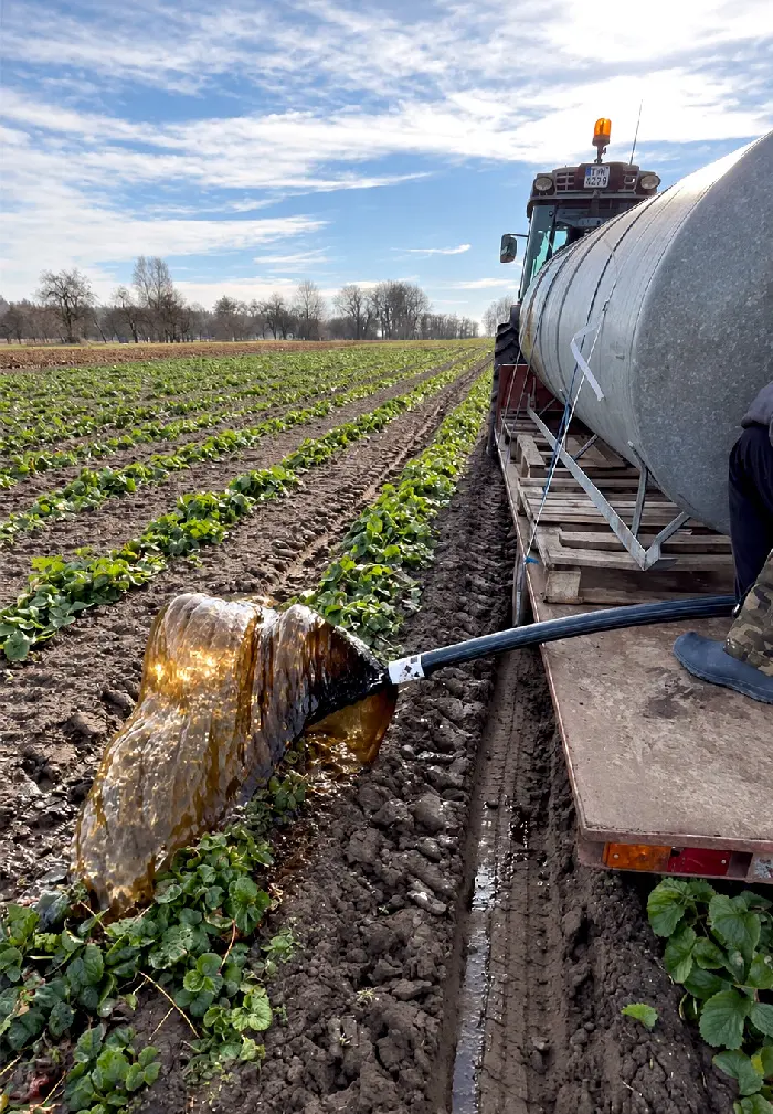 Traktor s nádržou aplikujúci tmavý tekutý humínový preparát na pole jahôd