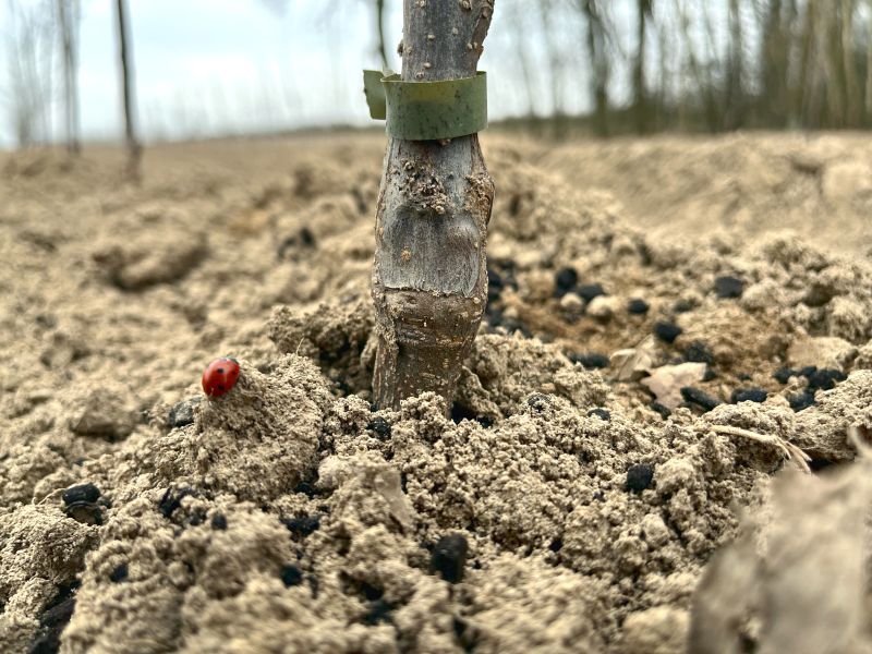 Lienka na hline pri  kmeni zasadeneho stromčeku 