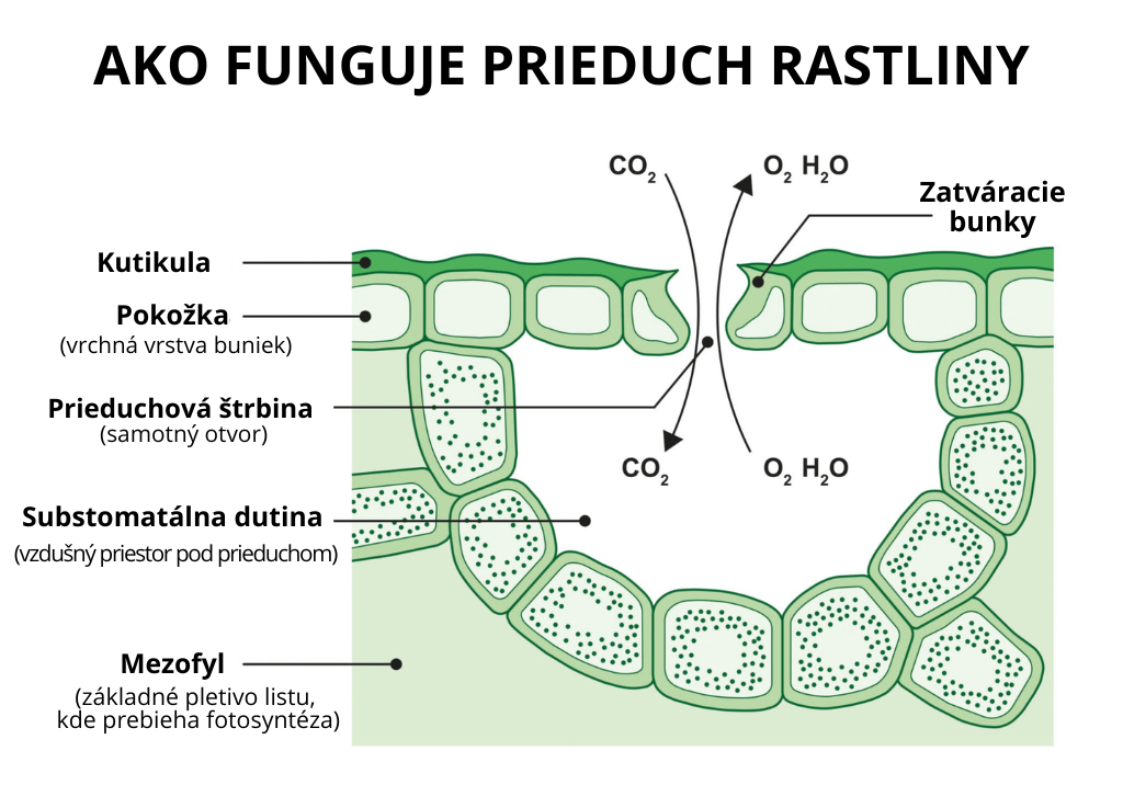 Priečny rez prieduchom listu pre absorpciu humínových kyselín