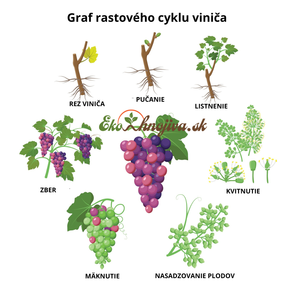 Ročný cyklus viniča a kľúčové fázy pre aplikáciu humínových látok.