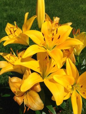 Letné cibuľoviny kvitnúce cez leto - Ľalia (Lilium)