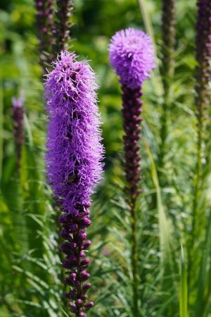 Letné cibuľoviny kvitnúce až do jesene - ŠUŠKARDA (LIATRIS) 