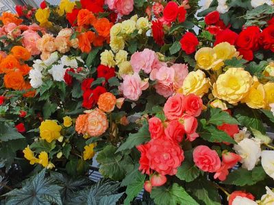 Letné cibuľoviny kvitnúce až do jesene - Begónia (Begonia) 
