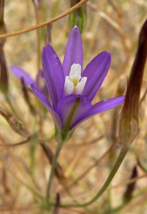 Letné cibuľoviny kvitnúce až do jesene - Brodia (Brodiaea californica) 