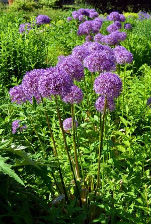 Letné cibuľoviny kvitnúce od prelomu jar/leto - Cesnak obrovský (Allium giganteum)