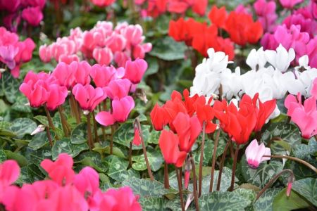 Letné cibuľoviny kvitnúce od prelomu jar/leto -  Cyklámen (Cyclamen) 
