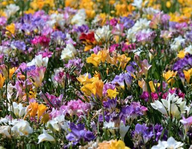 Letné cibuľoviny kvitnúce až do jesene - Frézia (Freesia)