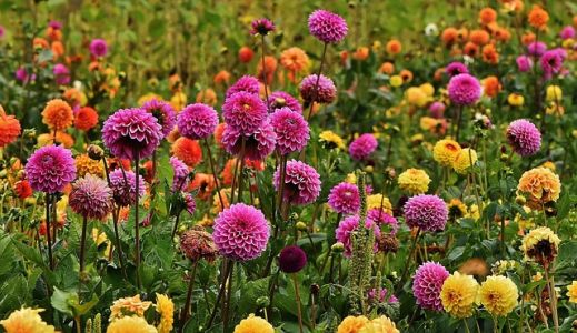 Letné cibuľoviny kvitnúce až do jesene - Georgíny (Dahlia)