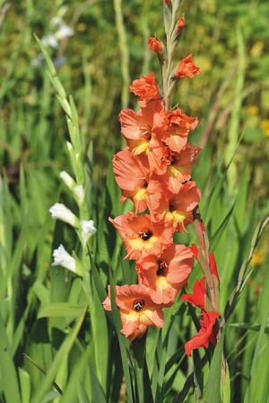Letné cibuľoviny kvitnúce cez leto - Gladiól (Gladiolus) 