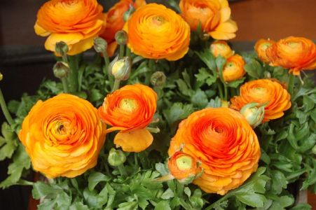 Letné cibuľoviny kvitnúce cez leto - Iskerník (Ranunculus)