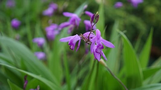JAPONSKÁ VODNÁ ORCHIDEA (BLETILLA STRIATA)