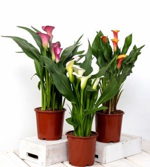 Letné cibuľoviny kvitnúce až do jesene - KALY (ZANTEDESCHIA)