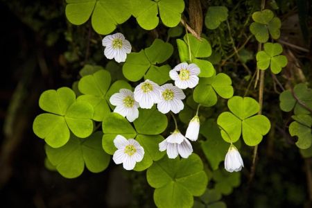 KYSLIČKA (OXALIS) - ŠTVORLÍSTOK
