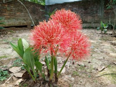 Krvokvet (Scadoxus)