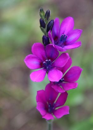 Letné cibuľoviny kvitnúce až do jesene - Modrá frézia (BABIANA STRICTA) 