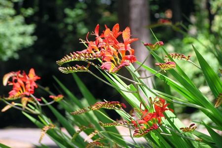 Letné cibuľoviny kvitnúce až do jesene - MONTBRÉCIE (CROCOSMIA)
