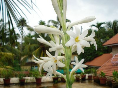 Nocovka (Polianthes tuberosa )