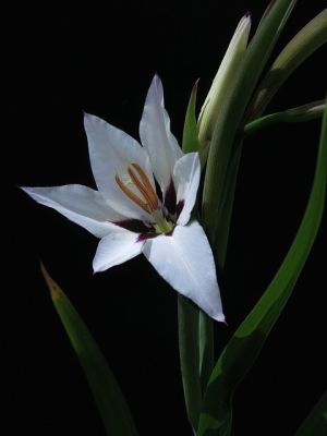 Letné cibuľoviny kvitnúce až do jesene - Pávia orchidea (Acidantera) 