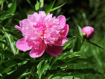 Letné cibuľoviny kvitnúce od prelomu jar/leto - Pivonka (Paeonia)
