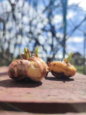 Pučiace cibuľky gladiólov umiestňujeme korienkami nadol a vegetačným vrcholom nahor
