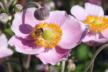 Letné cibuľoviny kvitnúce od prelomu jar/leto - Sasanka  (Anemone) 