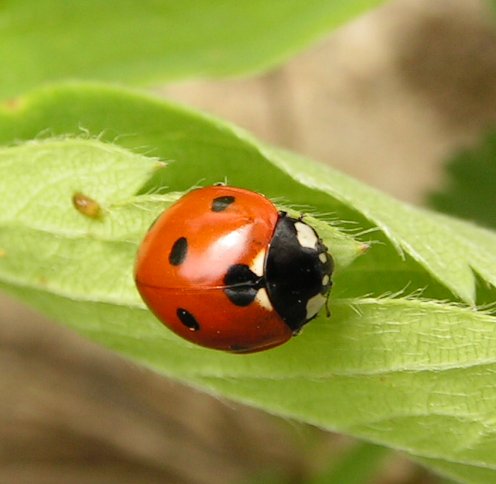 	 Lienka sedembodková (Coccinella septempunctata) detail na liste
