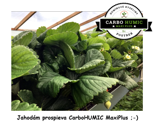 CarboHUMIC MaxiPlus  prospieva jahodám