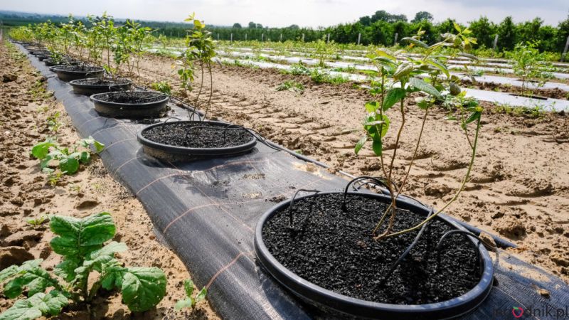 Pestovanie čučoriedok s Carbomat ECO - Čučoriedková plantáž so zamulčovanými čučoriedkami Carbomatom ECO