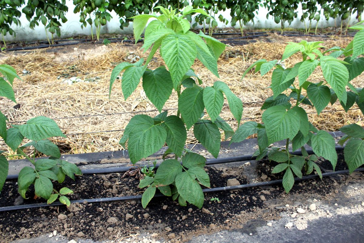 Maliny pestované na malinovej plantáži s Carbomat ECO sú zdravé a dobre prosperujú