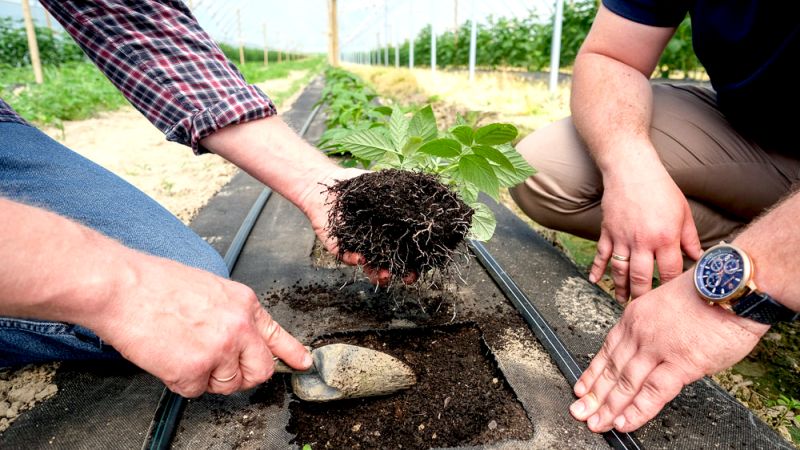 Vysádzanie malín do humusovej pôdy s Carbomat ECO