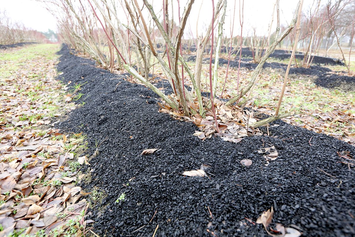 Pestovanie čučoriedok s Carbomat ECO - Zamulčované čučoriedky Carbomatom ECO  - pohľad v jeseni po opade lístia