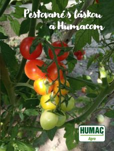 Choroby paradajok - ŠKVRNY NA LISTOCH: Paradajky pestované sHUMAC®Agro