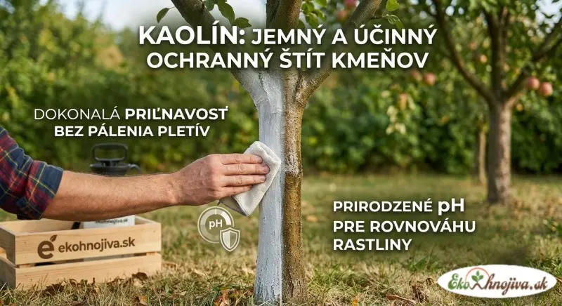 Jemný biely ochranný film z kaolínu na kmeni stromu chráni pred slnečným úpalom a mrazovými trhlinami