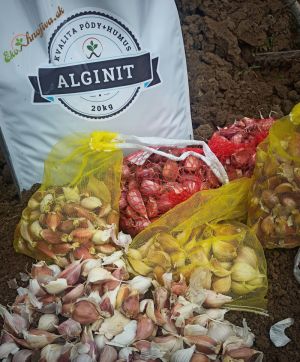 Alginit s cesnakom - je jedinečné pôdne hnojivo schopné zadržať vlahu a s organických a minerálnych látok potrebných pre cesnak