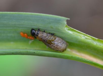Škodcovia cesnaku - Ľaliovník obyčajný (Lilioceris lilii) Larva a vajíčka v úzkych nepravidelných líniách na liste