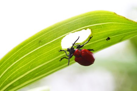 Škodcovia cesnaku - Ľaliovník obyčajný (Lilioceris lilii) dospelý jedinec na spodnej strane listu