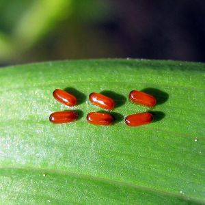 Škodcovia cesnaku - Ľaliovník cibuľový (Lilioceri merdigera) Symetricky usporiadané vajíčka v radoch na liste po 6 ks