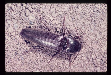 Škodcovia cesnaku - Drôtovce (Elateridae) - dospelý chrobák Kováčik na hline 